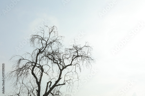 Branch of dead tree on sky background