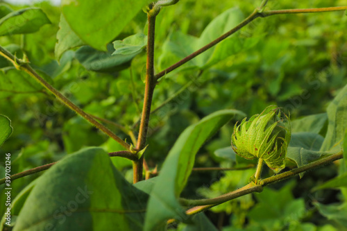 Green cotton fruit on cotton plant at field