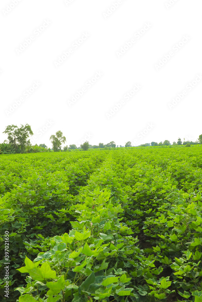 Flowering cotton gardens that have not yet been cotton