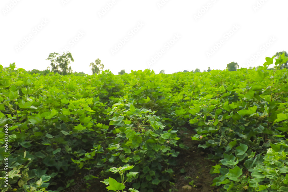 Flowering cotton gardens that have not yet been cotton Flowering cotton gardens that have not yet been cotton