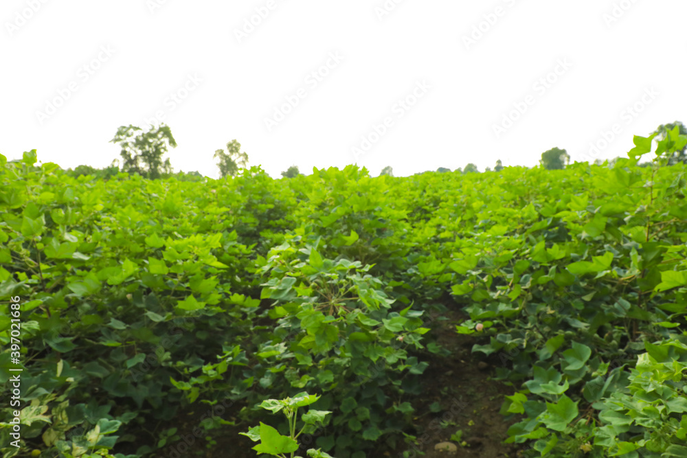 Flowering cotton gardens that have not yet been cotton