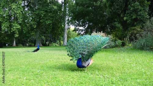 A blue peacock fanning its tail on green grass