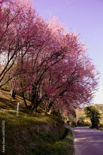 Road to the countryside with flowering cherry trees. 