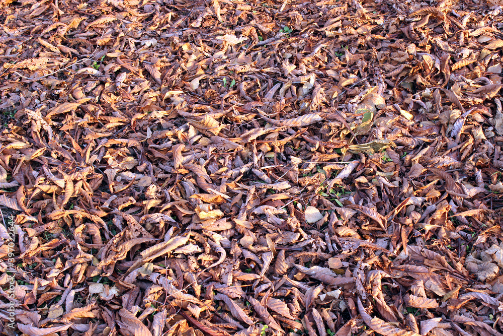 Background with fallen dry leaves Background with fallen dry leaves