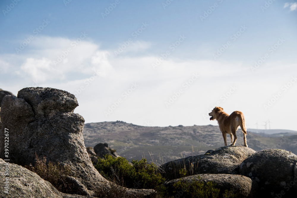 Dog stands on top of mountain rocks