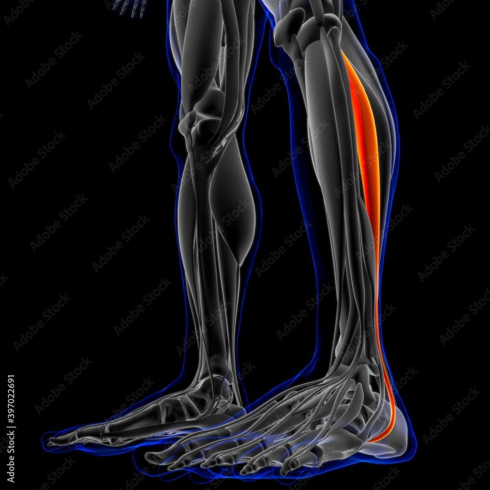Peroneus longus Muscle Anatomy For Medical Concept 3D Illustration Peroneus longus Muscle Anatomy For Medical Concept 3D Illustration