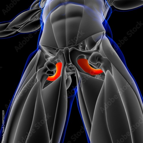 Obturator Externus Muscle Anatomy For Medical Concept 3D Illustration photo