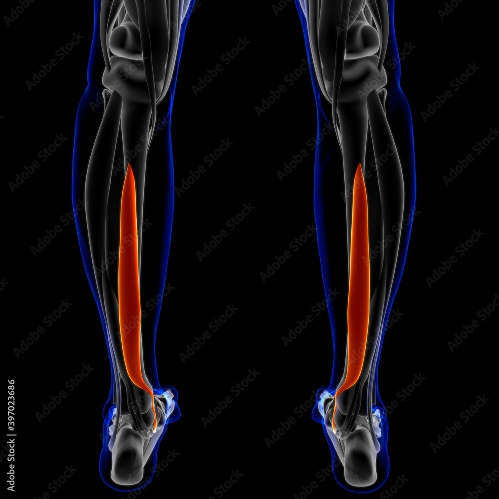 Flexor Digitorum Longus Muscle Anatomy For Medical Concept 3D ...