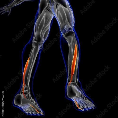 Flexor Hallucis Longus Muscle Anatomy For Medical Concept 3D Illustration