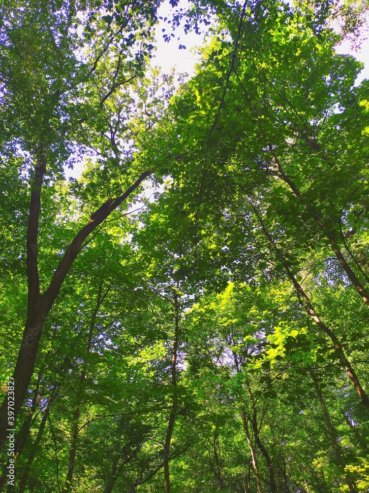 Fototapeta premium forest in the morning