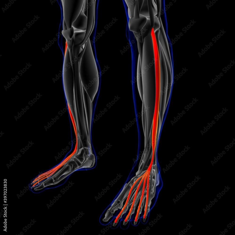 Extensor Digitorum Longus_Muscle Anatomy For Medical Concept 3D Illustration Extensor Digitorum Longus_Muscle Anatomy For Medical Concept 3D Illustration