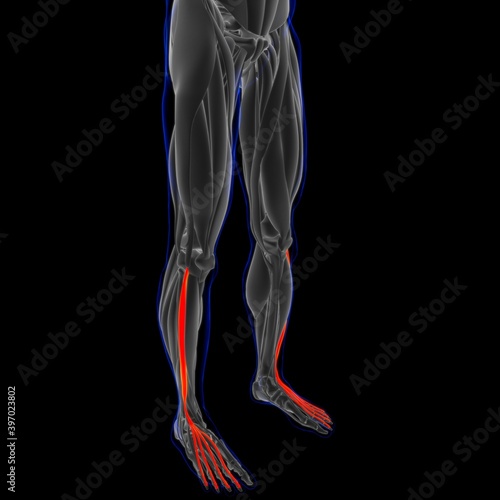 Extensor Digitorum Longus_Muscle Anatomy For Medical Concept 3D Illustration