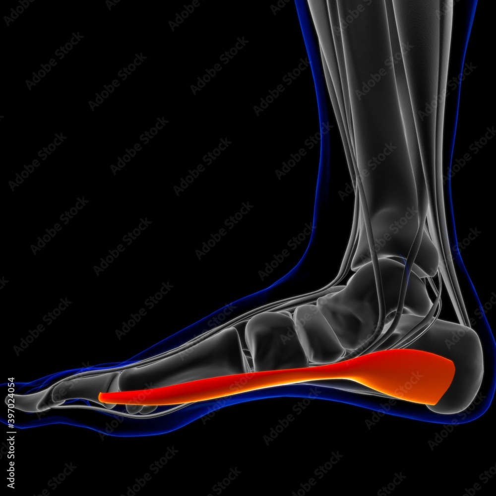 Abductor Hallucis Muscle Anatomy For Medical Concept 3D Illustration