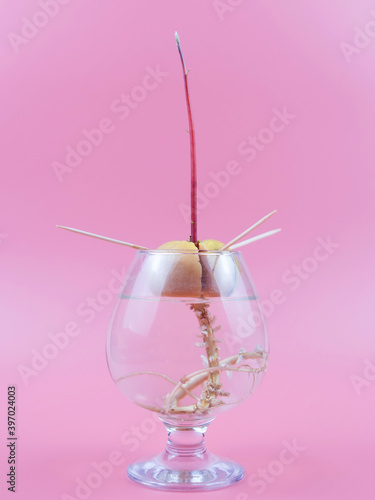 The avocado sprout grows from the seed in a glass of water. Home plants.