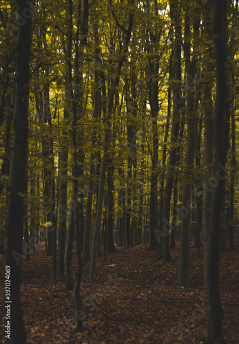 Oak forest  colorful nature autumn