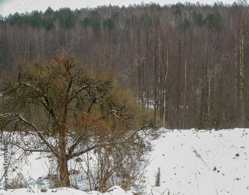 Wallpaper Mural Forest and field on a cold winter snowy day Torontodigital.ca