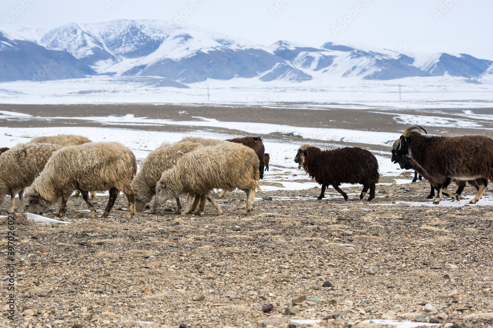 Herd of sheeps in Kurai steppe