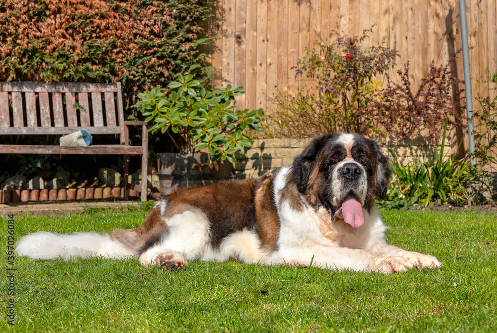 Gracie, a senior Saint Bernard, lounges in the garden. Gracie, a senior Saint Bernard, lounges in the garden.