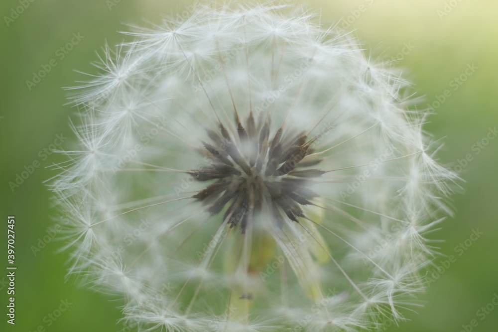 flower flower
