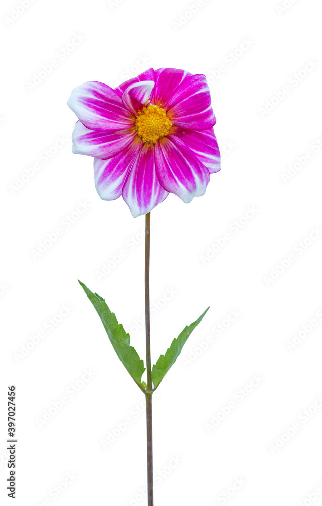 Beautiful colorful dahlia flower blossom isolated on white background
