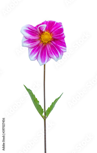 Beautiful colorful dahlia flower blossom isolated on white background