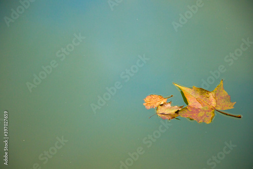 Autumn ask-tree leave on the water background  leaf in the river