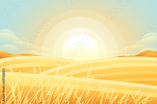 Rural morning landscape with hills and dales agricultural fields with grain flat vector illustration