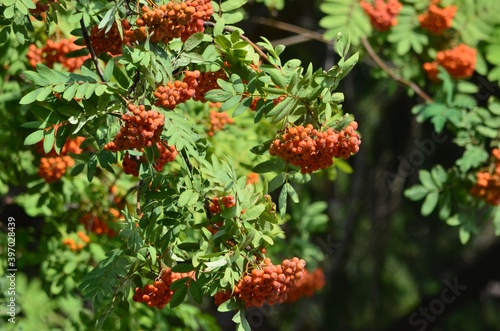 Showing bunches of red rowan berries on a green background