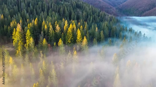 Bird's eye view of beautiful green forest at mist morning sunrise aerial shot