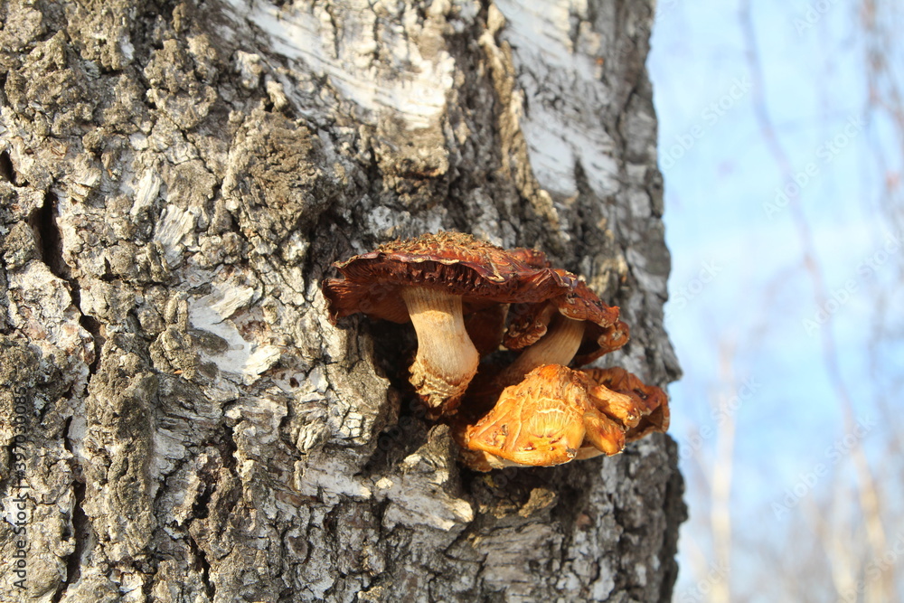 Mushrooms grown on birch were discovered on a frosty winter day Mushrooms grown on birch were discovered on a frosty winter day