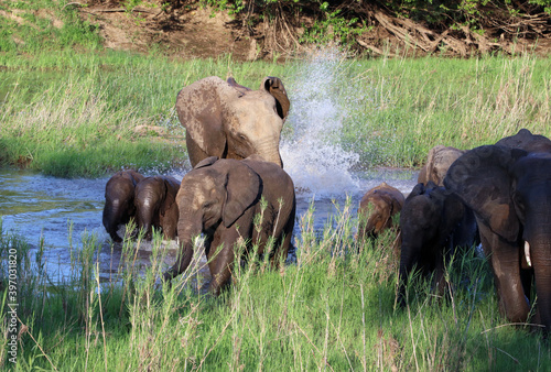 Photography Elephants crossing a river in the evening sun, South Africa