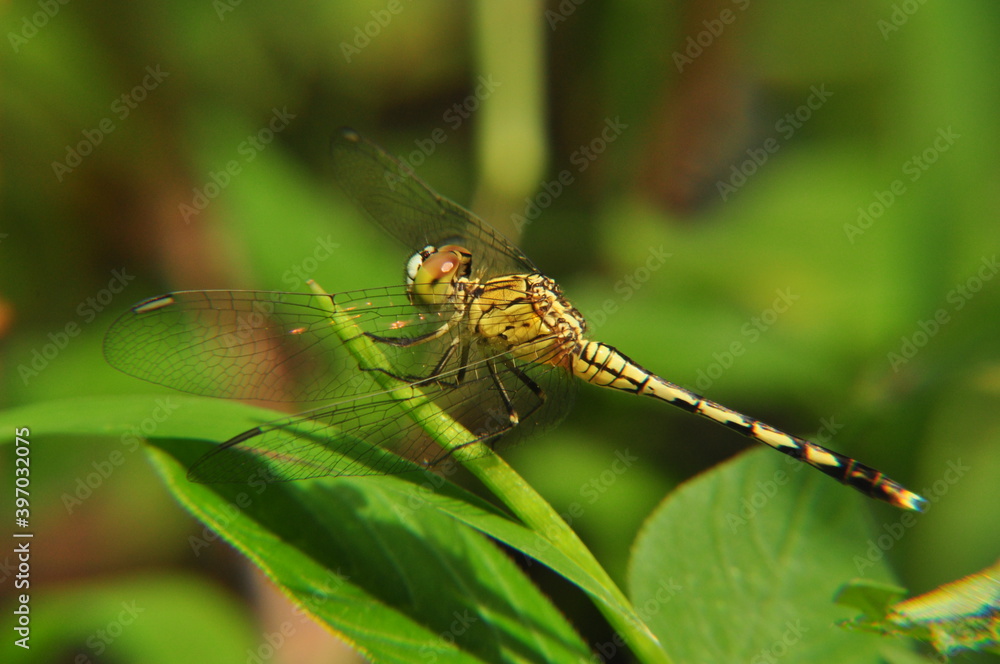 dragonfly on a tree dragonfly on a tree