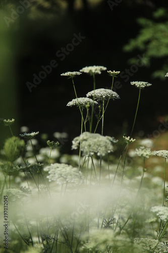 flores brancas no campo 