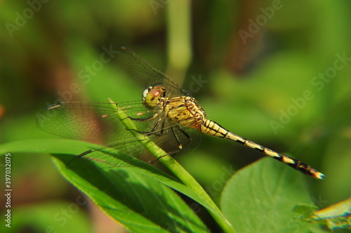 dragonfly on a tree © Iwan