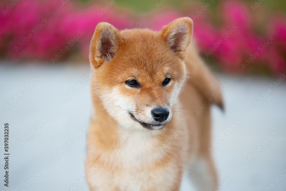 Cute shiba inu puppy standing on the pavement and waiting for its owner. Funny japanese shiba inu dog is on the street