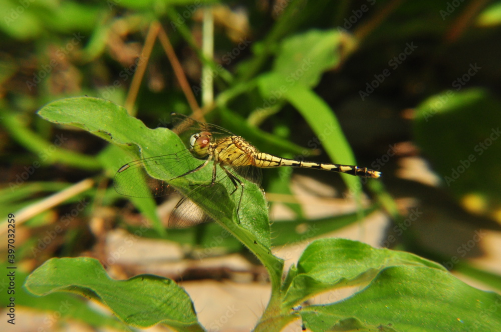 dragonfly on a tree dragonfly on a tree