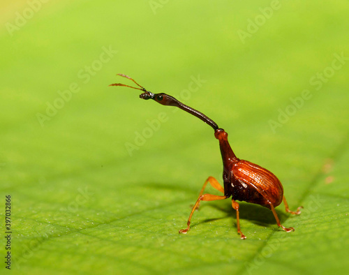 giraffe weevil in leaf photo