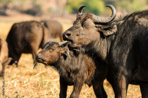 Fototapeta Naklejka Na Ścianę i Meble -  african buffalo in the wild