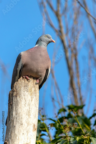 A Common Wood Pigeon sits perched on top of the remains of a dead tree trunk, which provides it with a good vantage point to overlook the terrain, during a warm sunny spring afternoon in England.