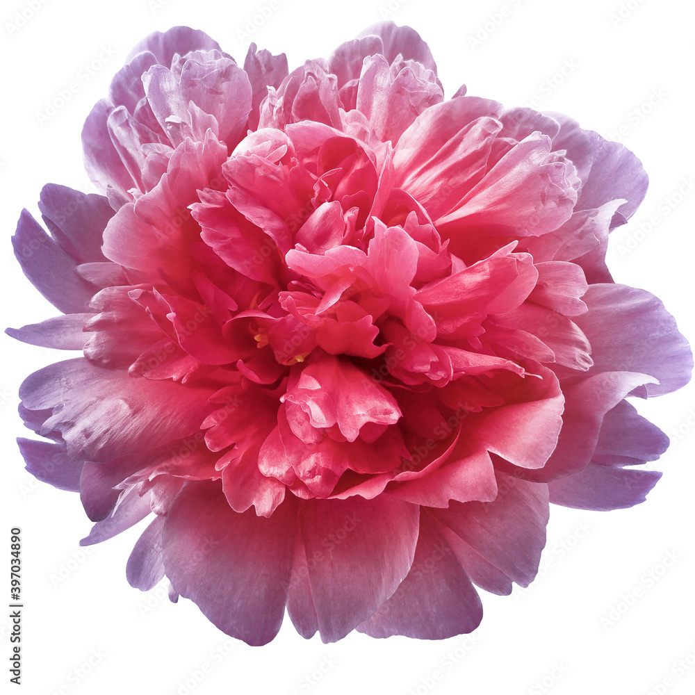 pink peony flower on a white isolated background with clipping path. For design. Closeup. Nature. pink peony flower on a white isolated background with clipping path. For design. Closeup. Nature.