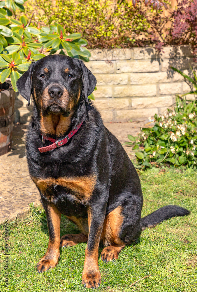 Meghan, a middle aged Rottweiler bitch, sits in her garden taking full advantage of the spring sun and warm temperatures in England. Meghan, a middle aged Rottweiler bitch, sits in her garden taking full advantage of the spring sun and warm temperatures in England.