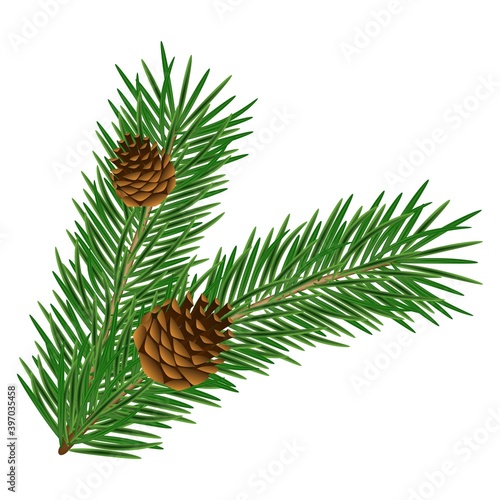 Realistic pine branch with cones isolated on white background. Evergreen forest plants. Vector spruce branch.  Realistic pine branch cones in 3d style.