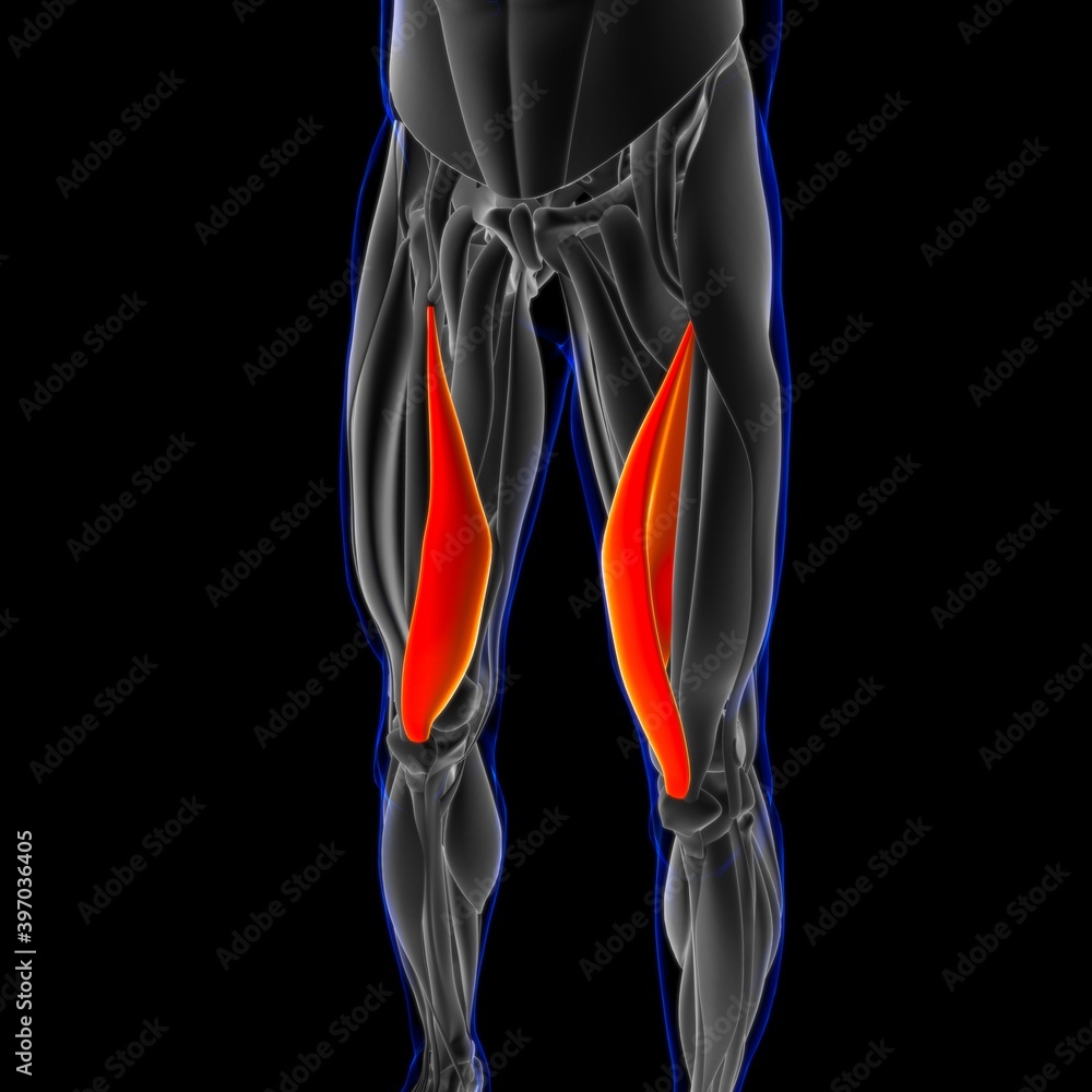 Vastus Medialis Muscle Anatomy For Medical Concept 3D Illustration Vastus Medialis Muscle Anatomy For Medical Concept 3D Illustration