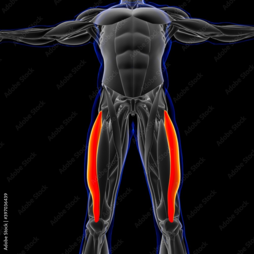Vastus Lateralis Muscle Anatomy For Medical Concept 3D Illustration Vastus Lateralis Muscle Anatomy For Medical Concept 3D Illustration