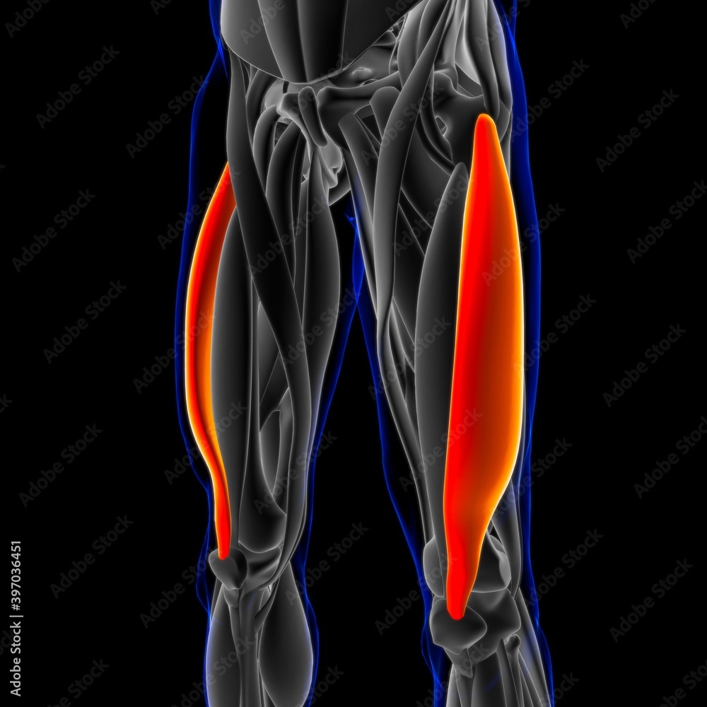 vastus lateralis esnemesi