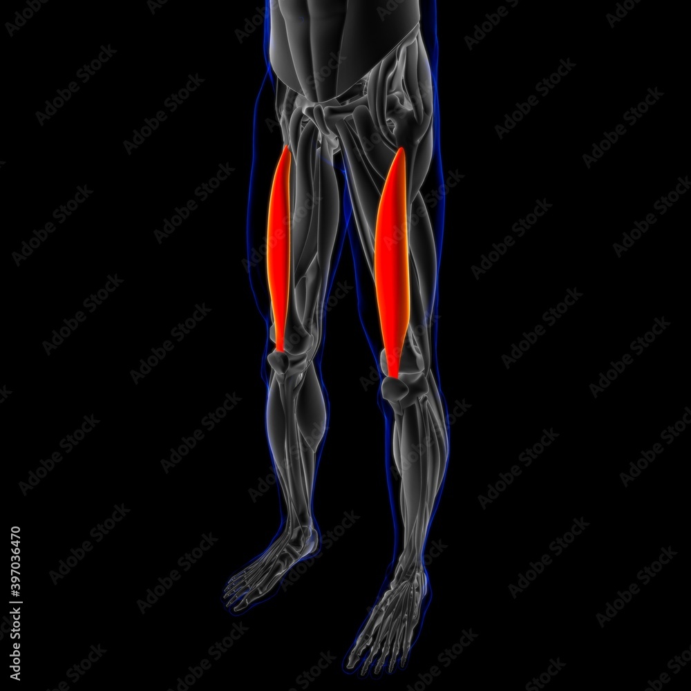 Vastus Intermedius Muscle Anatomy For Medical Concept 3D Illustration Vastus Intermedius Muscle Anatomy For Medical Concept 3D Illustration