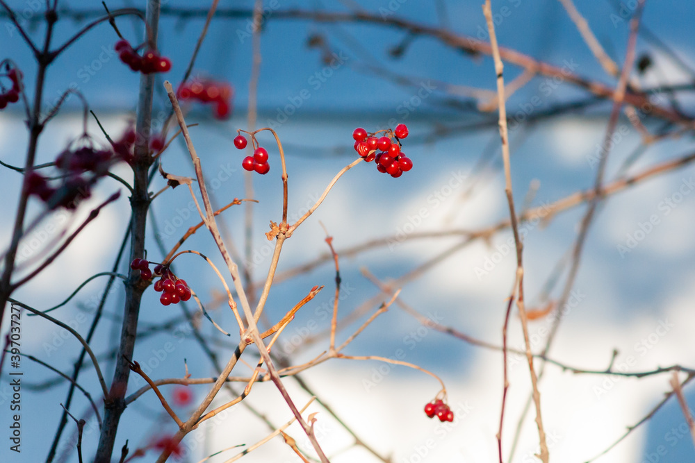Ripe viburnum berries on a branch on a sunny autumn day Ripe viburnum berries on a branch on a sunny autumn day
