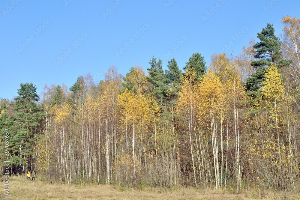 Autumn landscape with trees at the edge of the forest