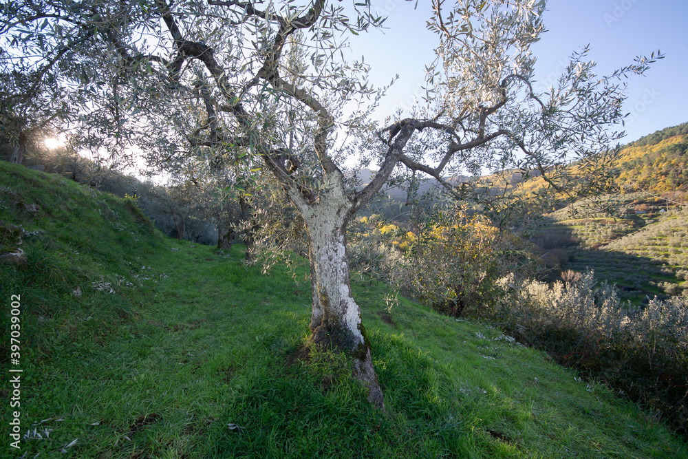 Φωτογραφία old and large olive tree in the agricultural field with autumn landscape on the background