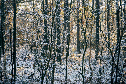 zimowe drzewa i gałęzie